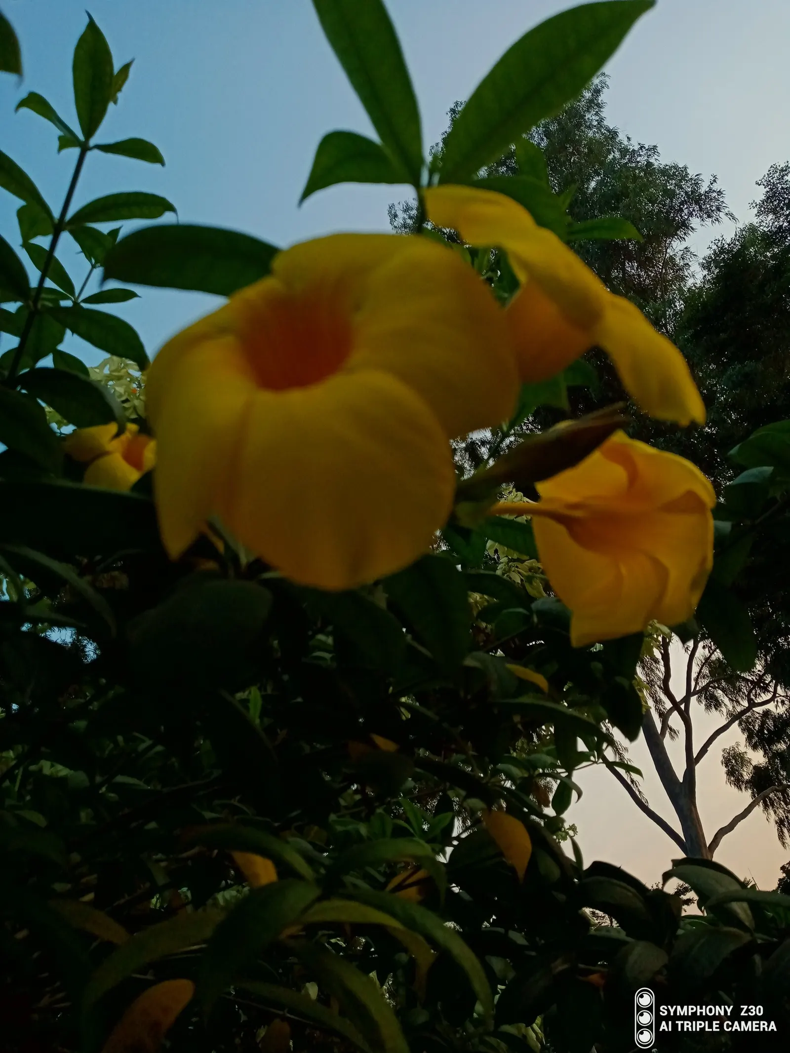 Golden Trumpet, Allamanda (Allamanda Cathartica) — the Golden Trumpet is ideal for covering trellises or fences