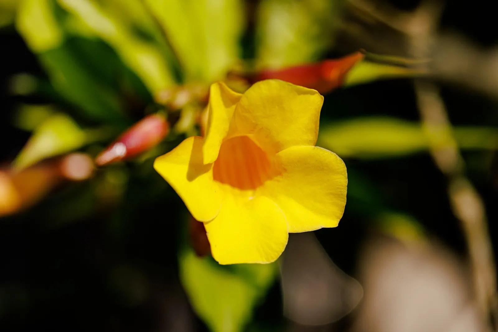 Golden Trumpet, Allamanda (Allamanda Cathartica) — the Golden Trumpet is ideal for covering trellises or fences; it is important to note that, image 121