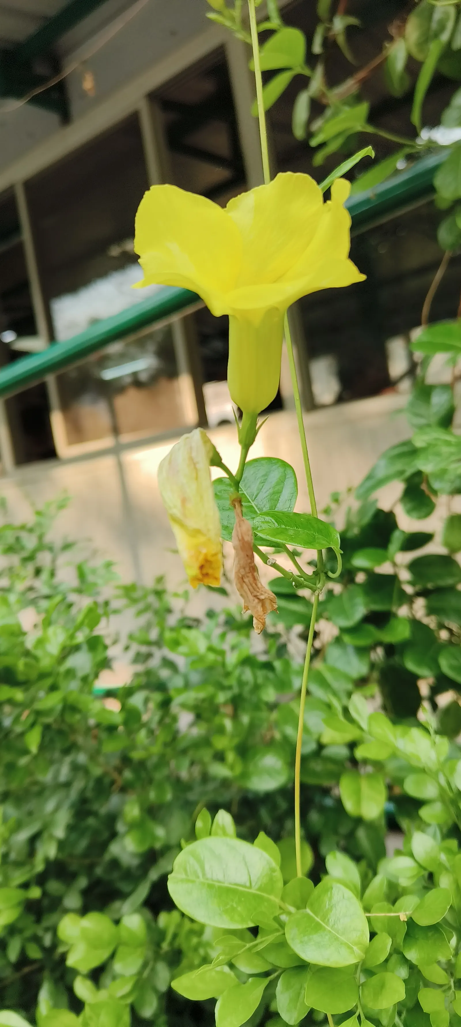 Golden Trumpet, Allamanda (Allamanda Cathartica) — which can grow up to 6 inches long.<br><br>Given its vigorous growth habits; adds a lush, image 87