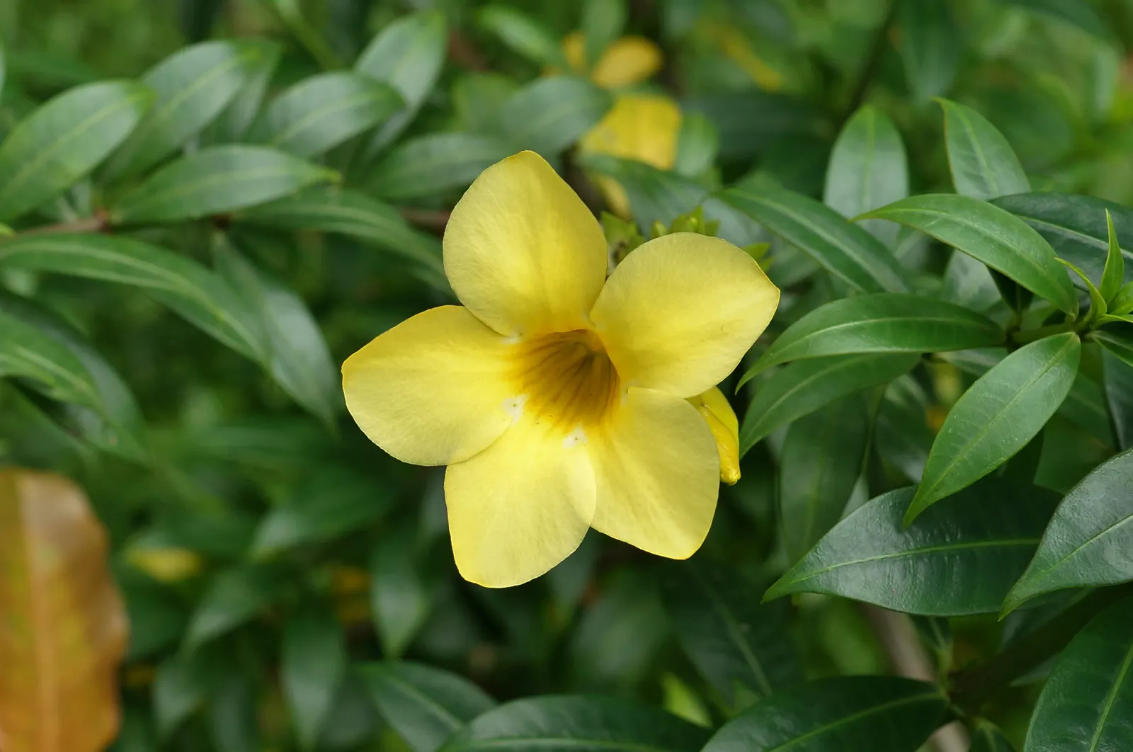 Golden Trumpet, Allamanda (Allamanda Cathartica) — Soil should be well-draining; this evergreen climber thrives in USDA zones 9 to 11 and is, image 141