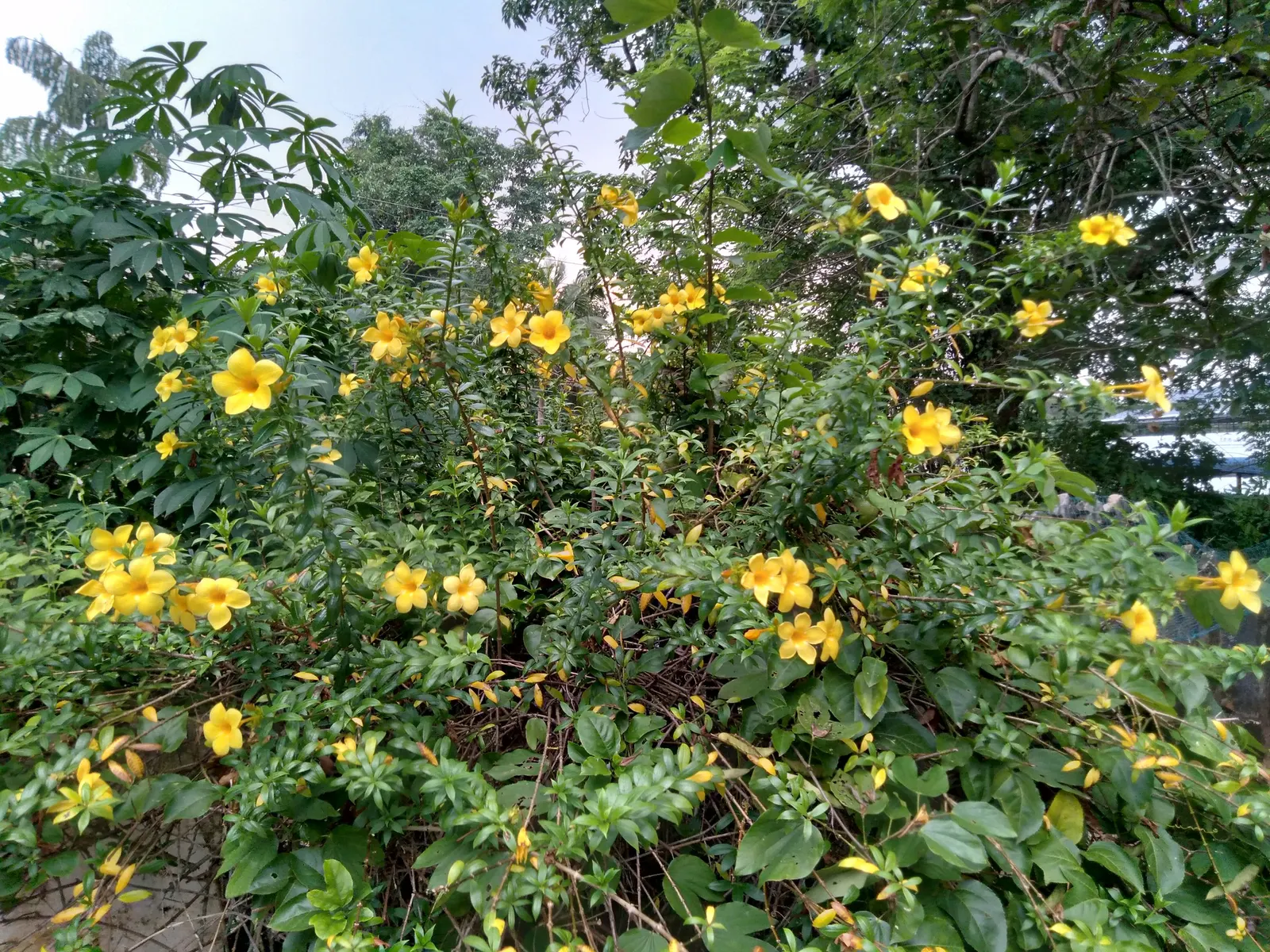 Golden Trumpet, Allamanda (Allamanda Cathartica) — measuring up to 5 inches in diameter; and maintained at a mildly acidic to neutral pH, image 110