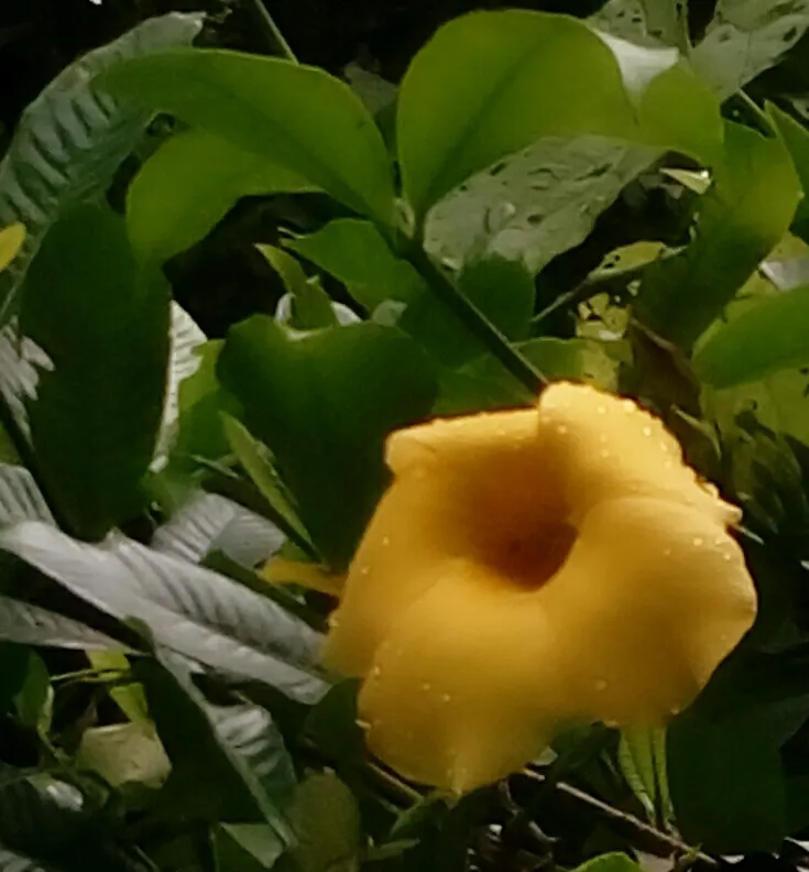 Golden Trumpet, Allamanda (Allamanda Cathartica) — it is important to note that Allamanda cathartica contains compounds that are toxic if ingested