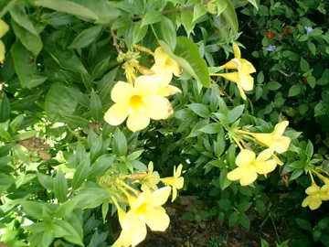 Golden Trumpet, Allamanda (Allamanda Cathartica) — this evergreen climber thrives in USDA zones 9 to 11 and is renowned for its proliferation of, image 84