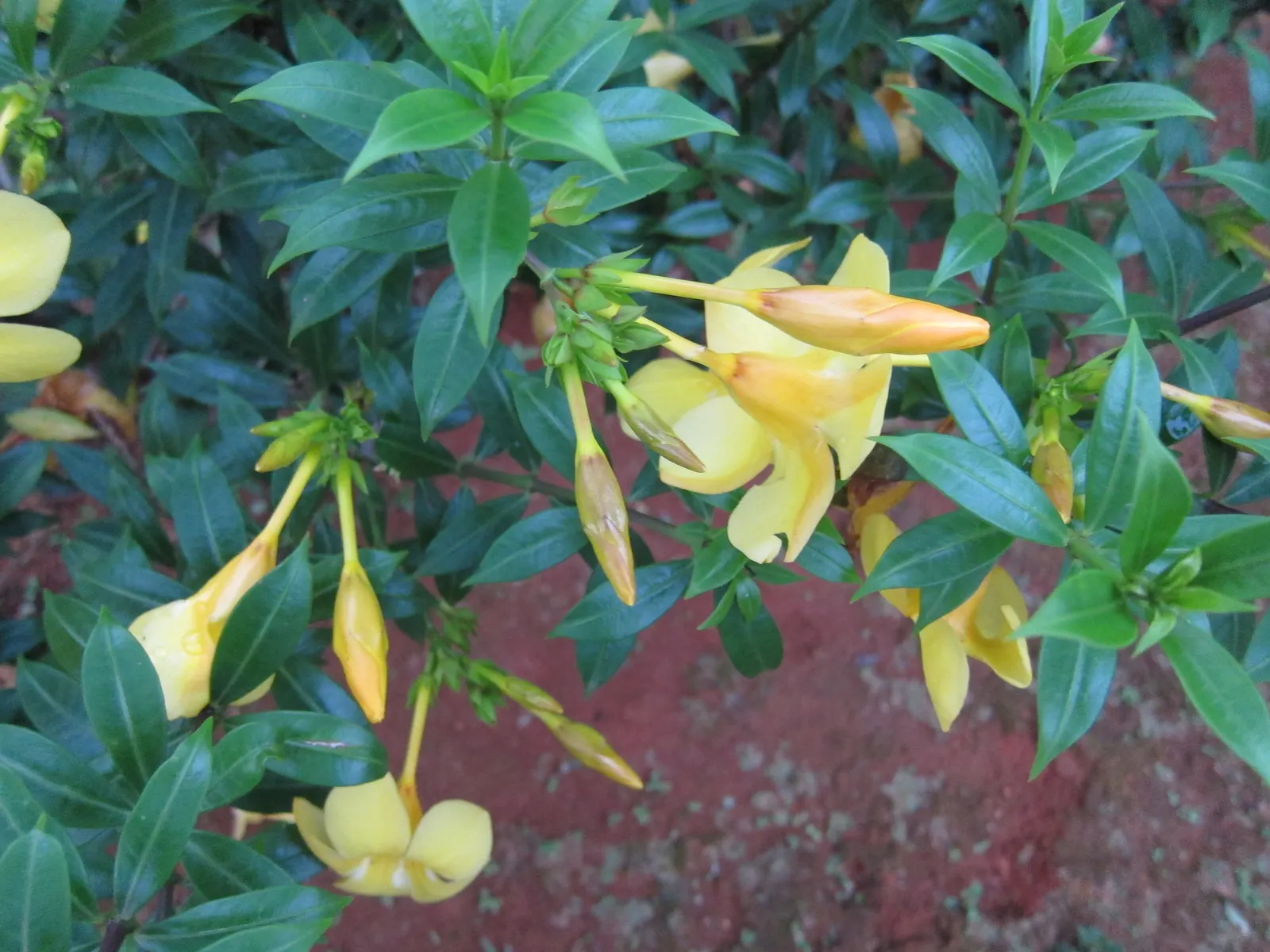Golden Trumpet, Allamanda (Allamanda Cathartica) — with a spread of 3 to 4 feet if well-maintained; regular pruning - not only to shape but also to, image 64