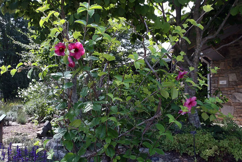 Golden Trumpet, Allamanda (Allamanda Cathartica) — shrub / vine for full