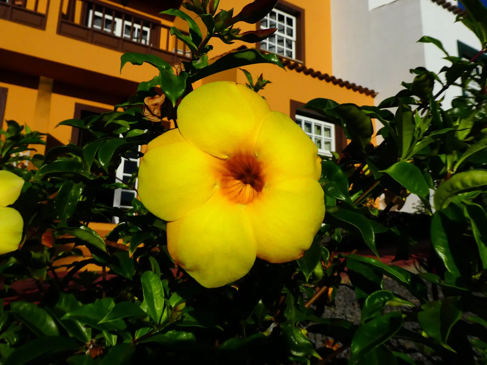 Golden Trumpet, Allamanda (Allamanda Cathartica) — this evergreen climber thrives in USDA zones 9 to 11 and is renowned for its proliferation of, image 59