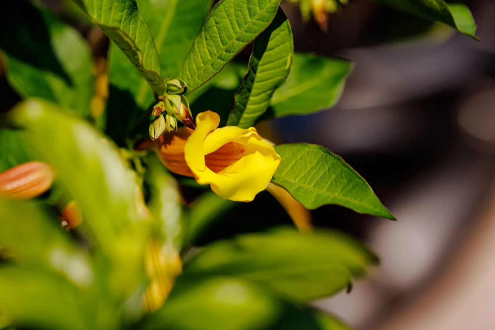 Golden Trumpet, Allamanda (Allamanda Cathartica) — which can grow up to 6 inches long.<br><br>Given its vigorous growth habits; adds a lush, image 62