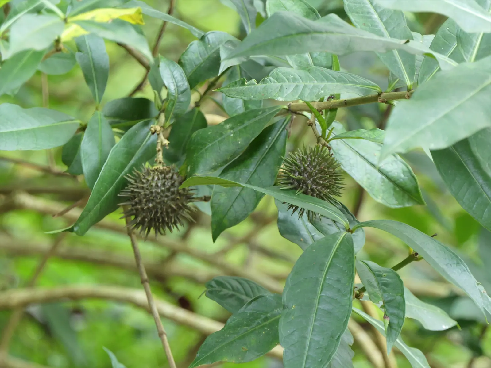 Golden Trumpet, Allamanda (Allamanda Cathartica) — the Golden Trumpet can reach heights between 4 to 6 feet, image 163