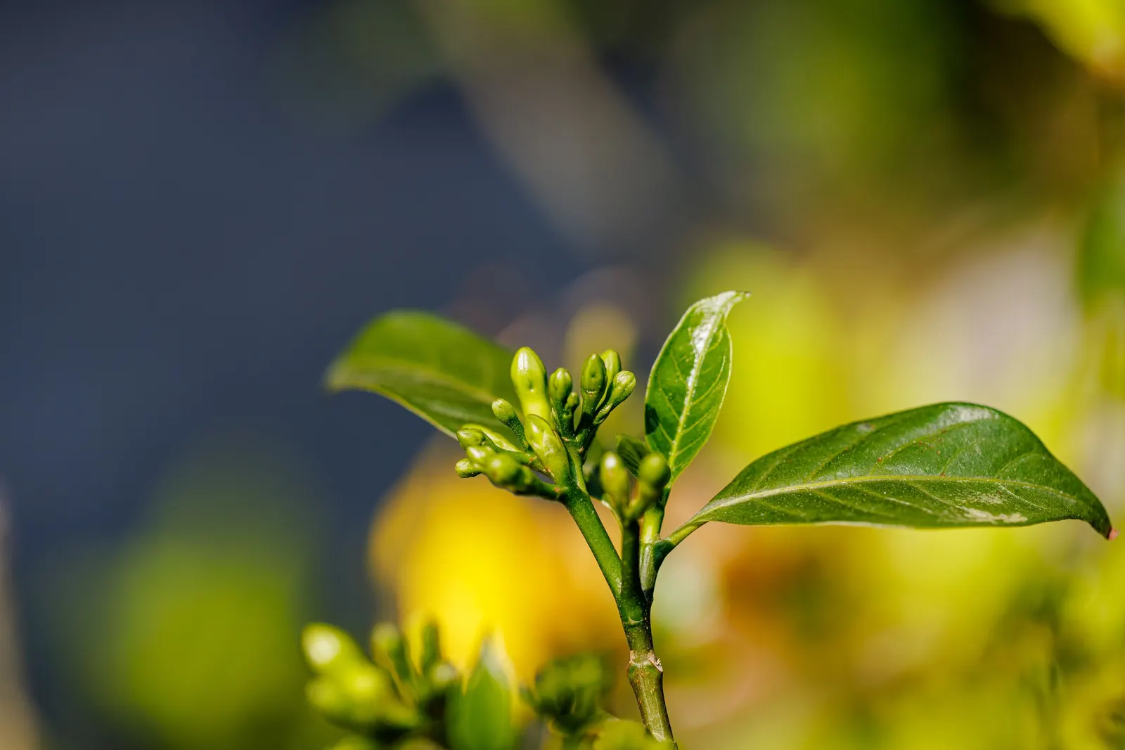 Golden Trumpet, Allamanda (Allamanda Cathartica) — shrub / vine for full; allowing it to form a breathtaking natural tapestry of rich green and gold tones