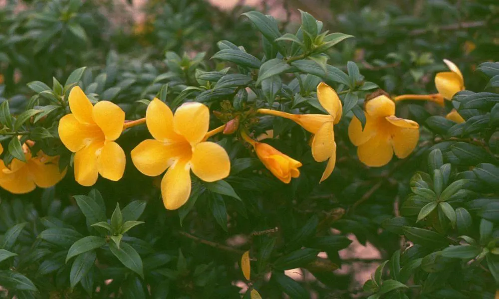 Golden Trumpet, Allamanda (Allamanda Cathartica) — the Golden Trumpet can reach heights between 4 to 6 feet, image 63