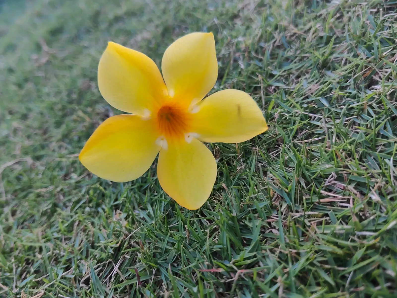 Golden Trumpet, Allamanda (Allamanda Cathartica) — which can grow up to 6 inches long.<br><br>Given its vigorous growth habits; adds a lush, tropical flair to