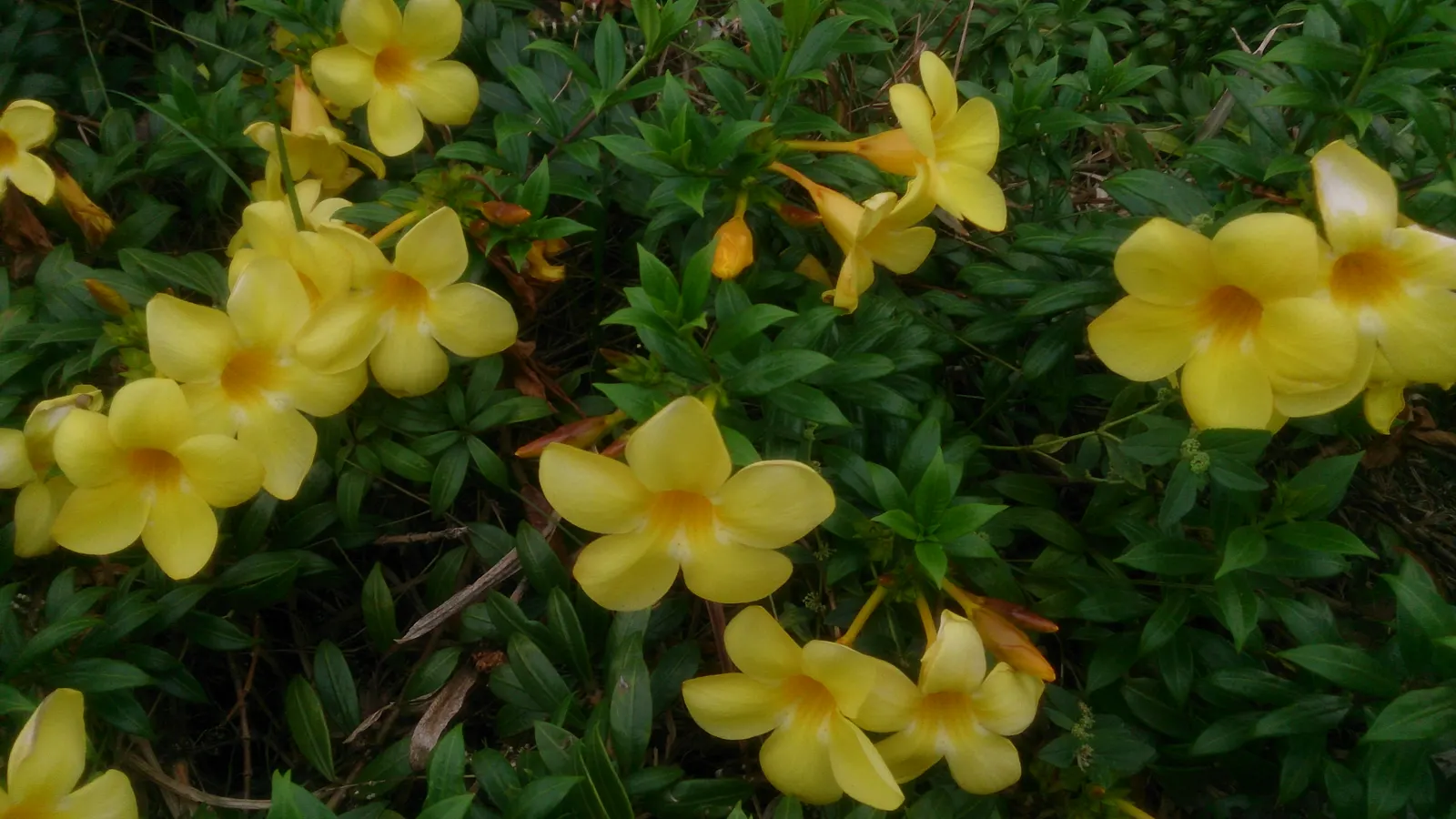 Golden Trumpet, Allamanda (Allamanda Cathartica) — this evergreen climber thrives in USDA zones 9 to 11 and is renowned for its proliferation of trumpet-shaped