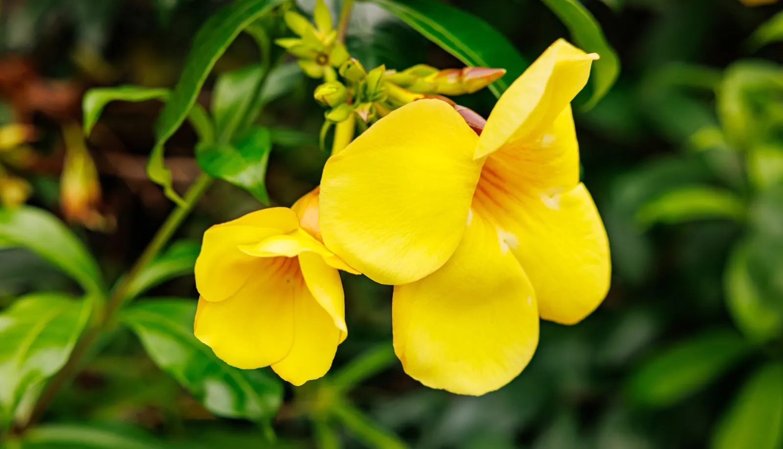 Golden Trumpet, Allamanda (Allamanda Cathartica) — golden-yellow flowers measuring up to 5 inches in diameter; but care must be taken to avoid, image 78