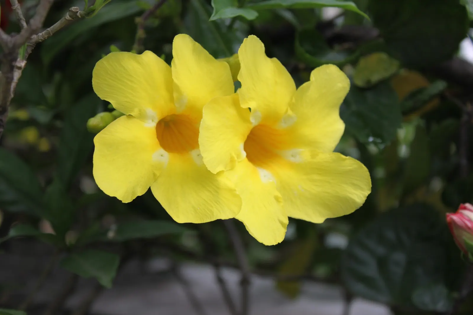 Golden Trumpet, Allamanda (Allamanda Cathartica) — tropical plant that offers a stunning visual display for any landscape design; golden-yellow, image 133