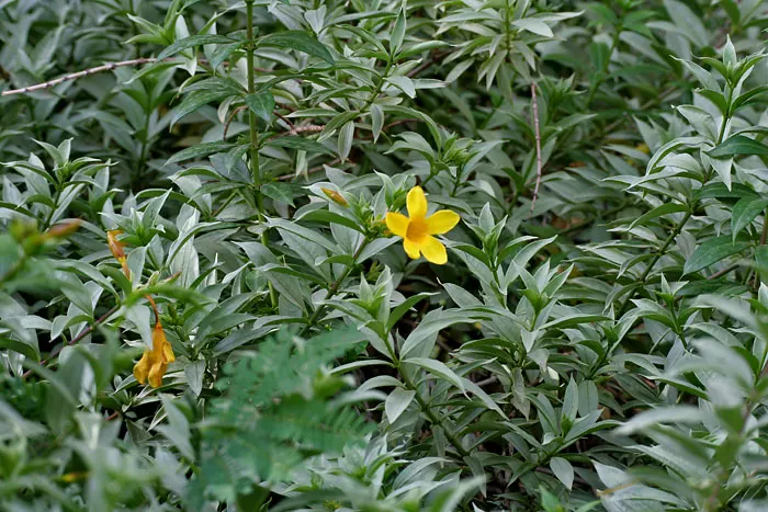 Golden Trumpet, Allamanda (Allamanda Cathartica) — allowing it to form a breathtaking natural tapestry of rich green and gold tones; the Allamanda, image 147