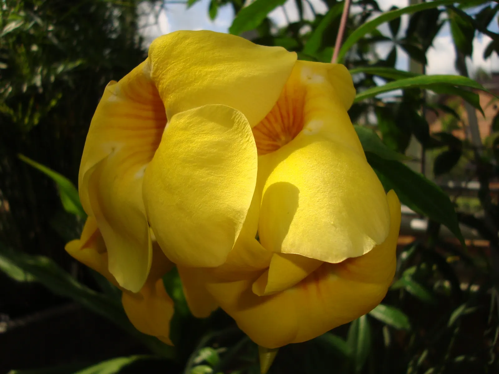 Golden Trumpet, Allamanda (Allamanda Cathartica) — The Allamanda cathartica, commonly known as the Golden Trumpet, is a vibrant, evergreen climber, image 51