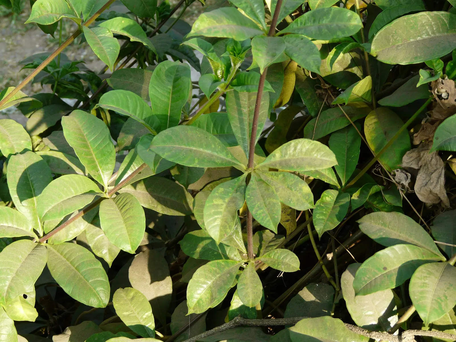 Golden Trumpet, Allamanda (Allamanda Cathartica) — it requires a minimum of 6 hours of sunlight daily