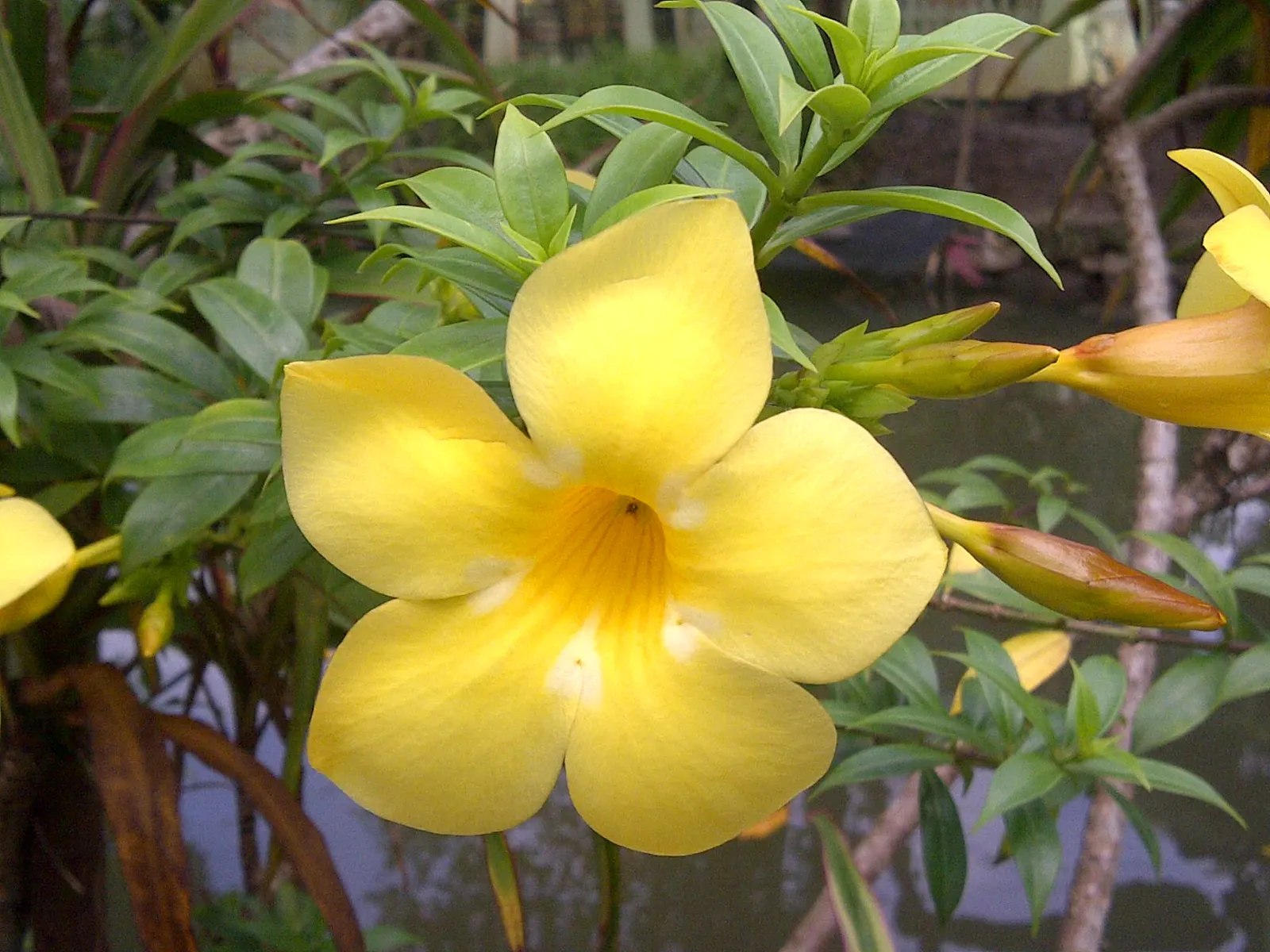 Golden Trumpet, Allamanda (Allamanda Cathartica) — Thriving in USDA zones 9-11, it prefers full sun and well-draining soil, reaching heights of, image 104