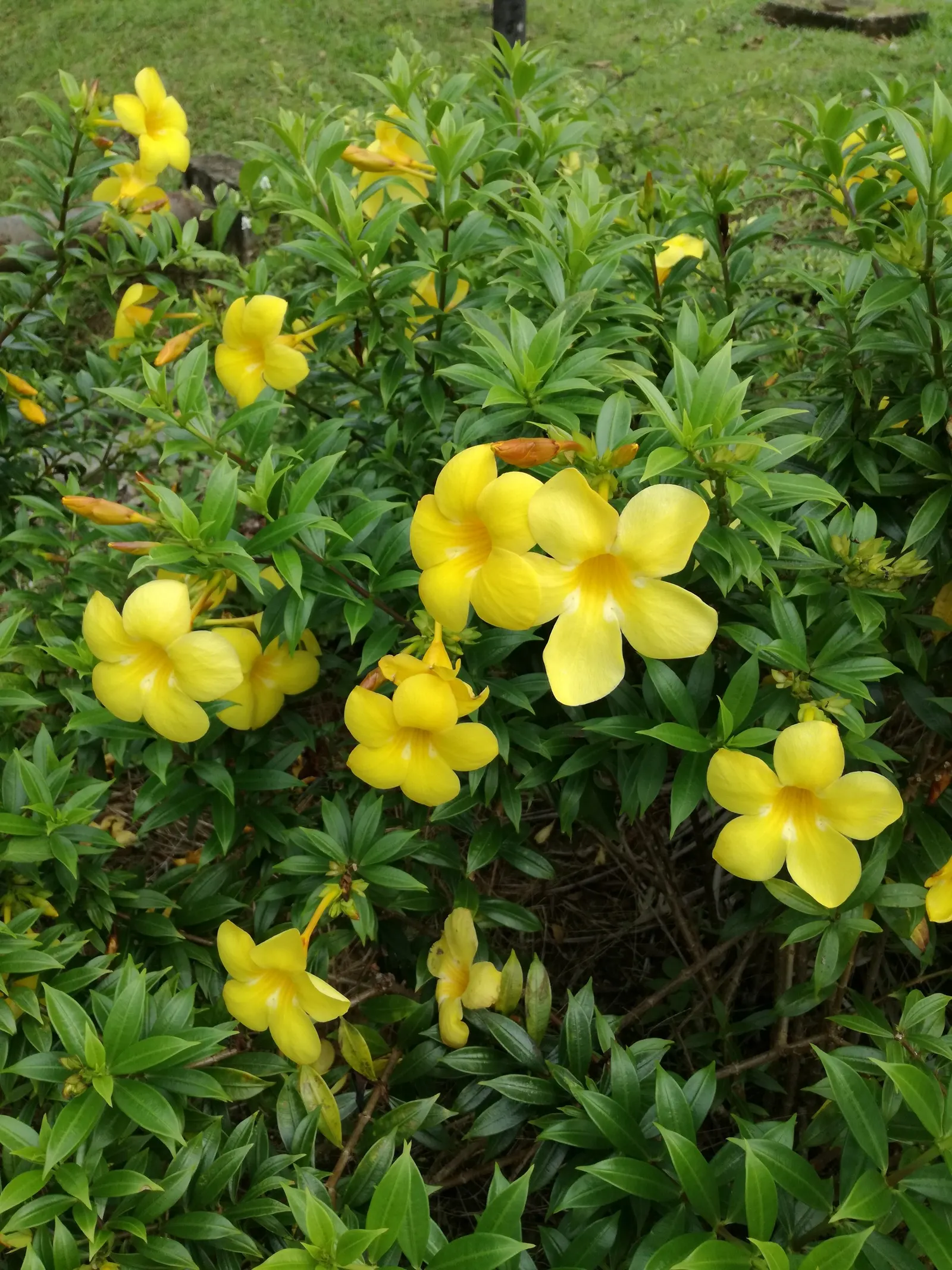 Golden Trumpet, Allamanda (Allamanda Cathartica) — shrub / vine with yellow blooms
