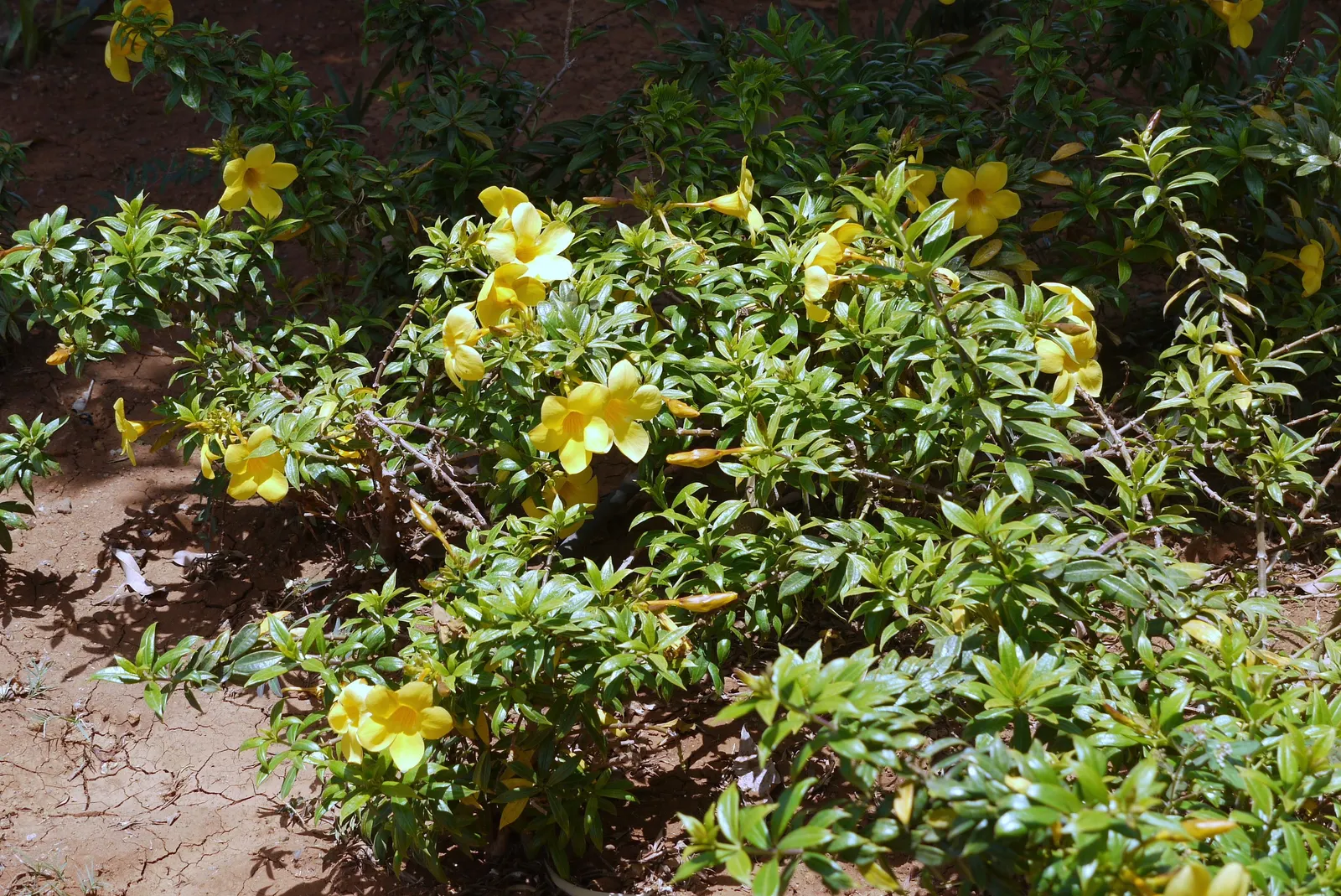 Golden Trumpet, Allamanda (Allamanda Cathartica) — The Allamanda cathartica, commonly known as the Golden Trumpet, is a vibrant, evergreen climber