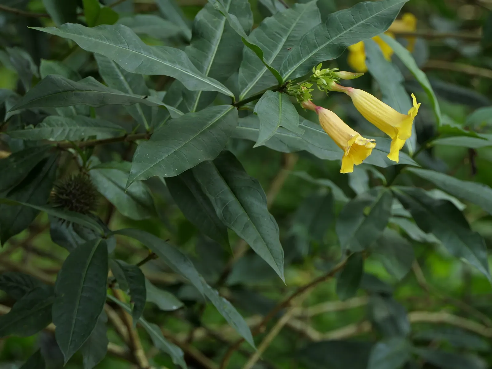 Golden Trumpet, Allamanda (Allamanda Cathartica) — shrub / vine for full; allowing it to form a breathtaking natural tapestry of rich green and, image 100