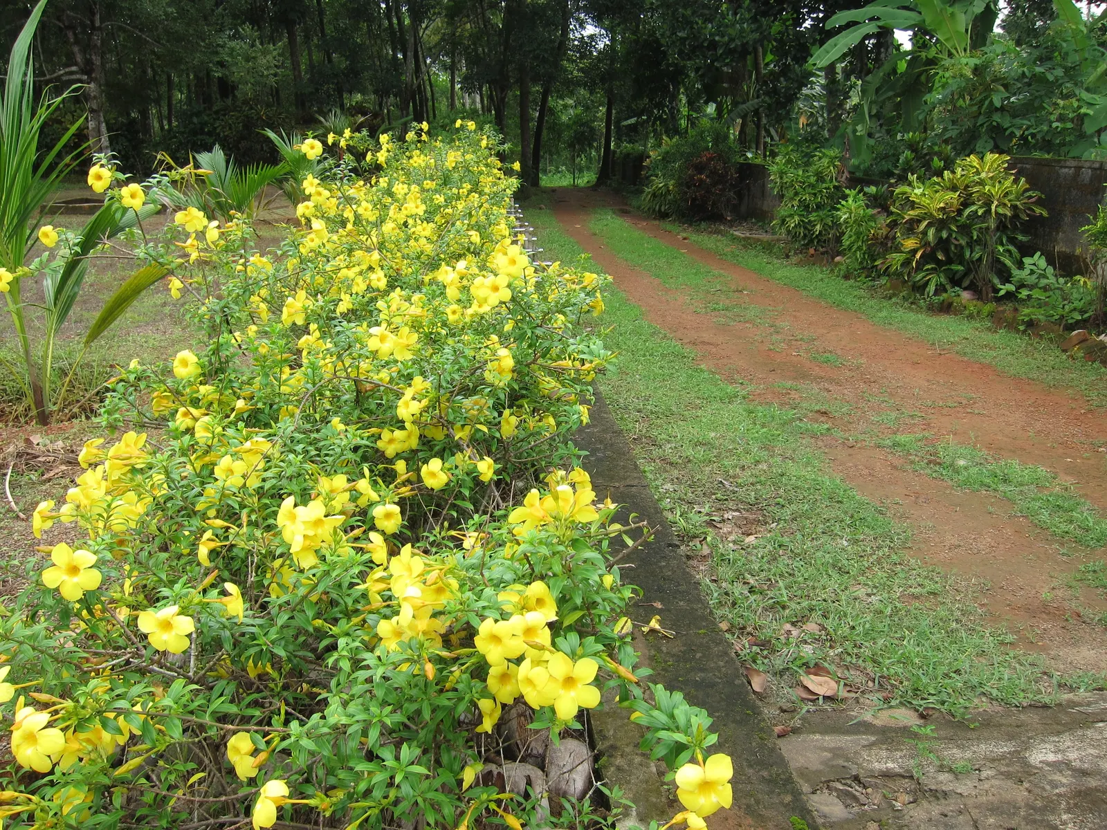 Golden Trumpet, Allamanda (Allamanda Cathartica) — Regular pruning maintains shape, and caution is advised as sap may cause skin irritation, image 55