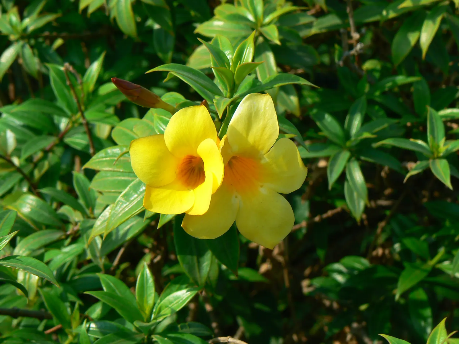 Golden Trumpet, Allamanda (Allamanda Cathartica) — present a striking contrast against the plant's glossy; shrub / vine with yellow blooms, image 61