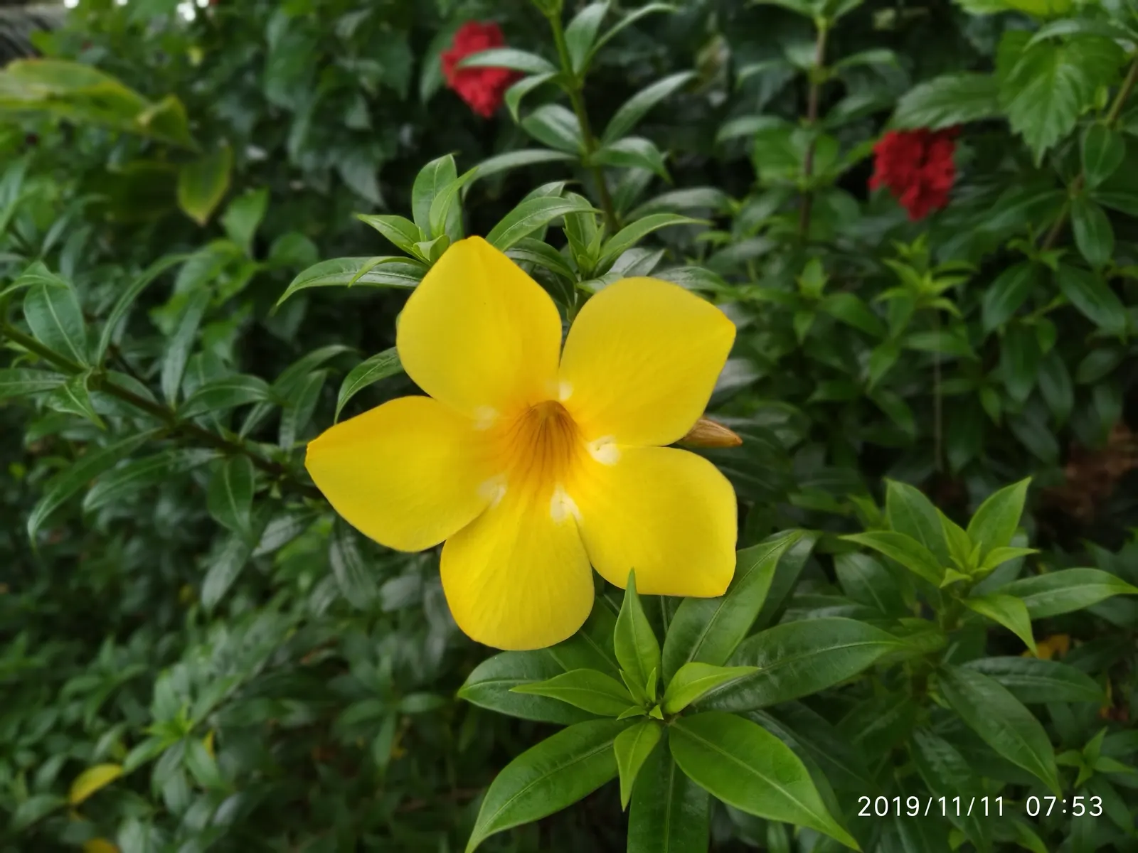 Golden Trumpet, Allamanda (Allamanda Cathartica) — Thriving in USDA zones 9-11, it prefers full sun and well-draining soil, reaching heights of, image 54