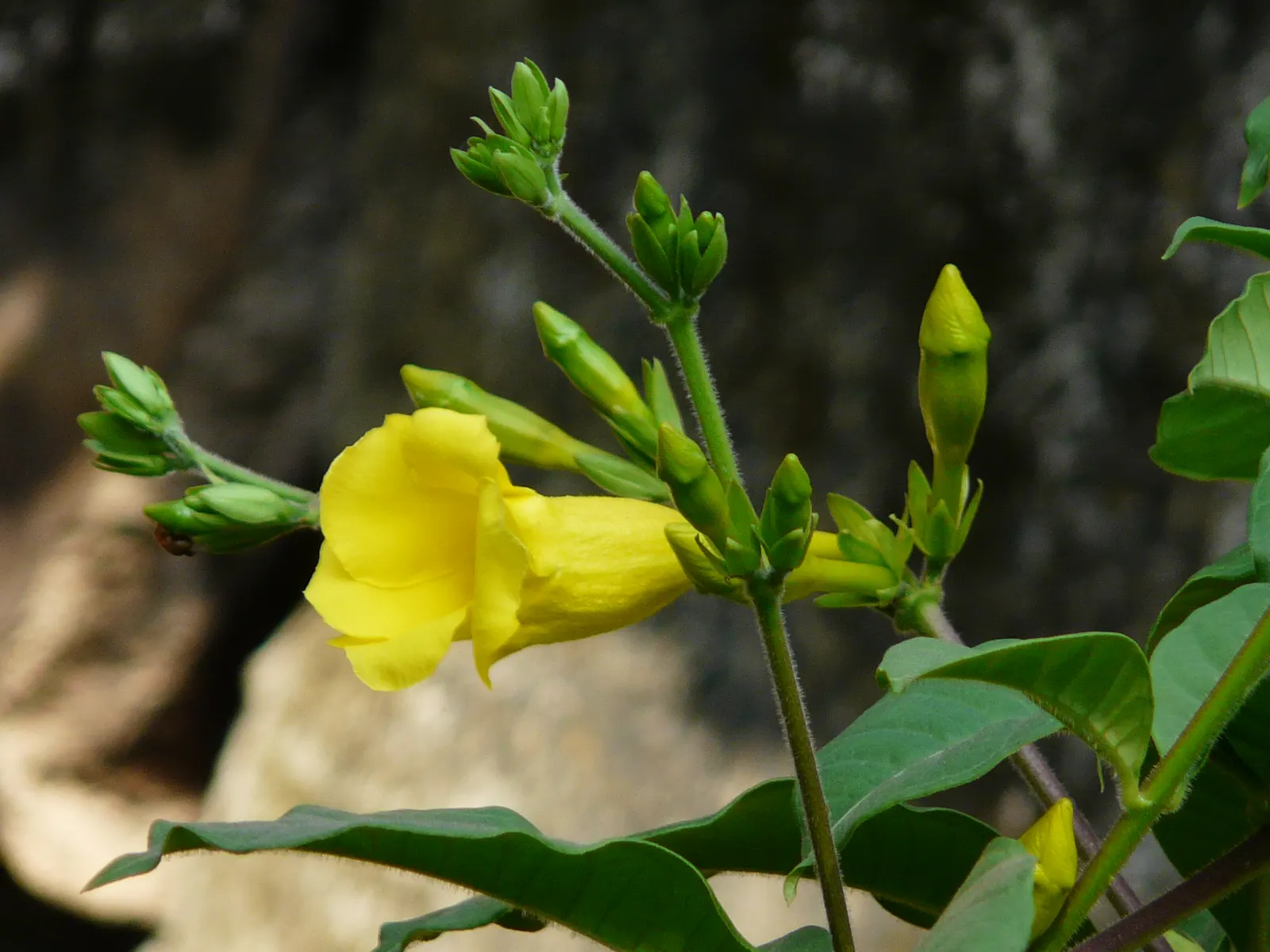 Golden Trumpet, Allamanda (Allamanda Cathartica) — Adds a lush, tropical flair to any landscape; with a spread of 3 to 4 feet if well-maintained