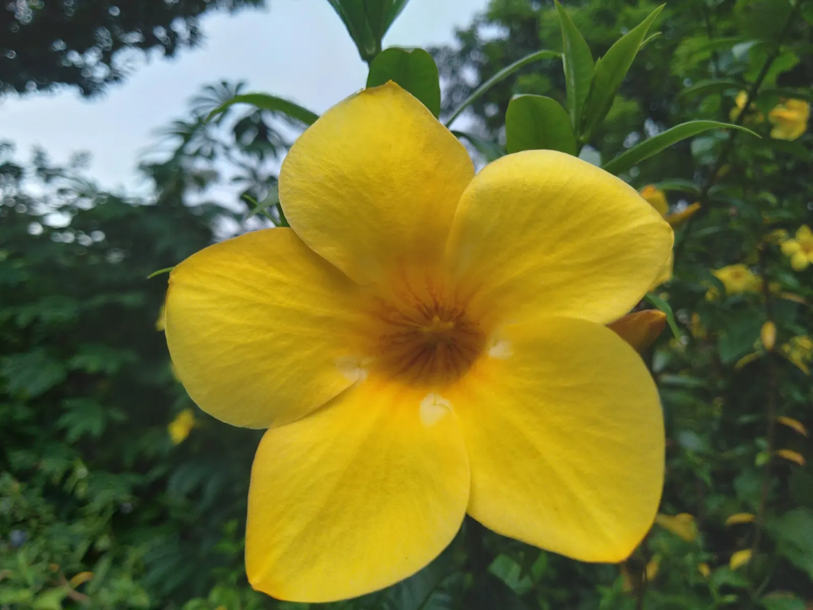 Golden Trumpet, Allamanda (Allamanda Cathartica) — Regular pruning - not only to shape but also to control its spread - is recommended