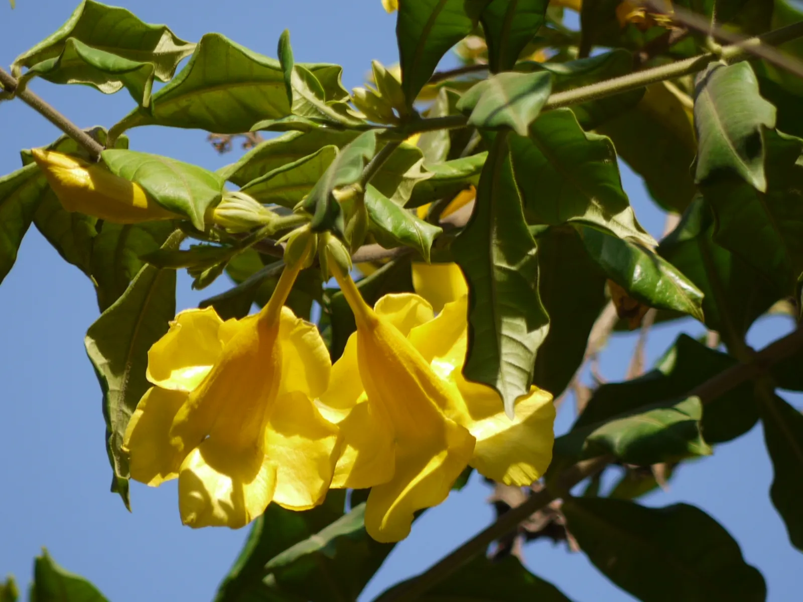 Golden Trumpet, Allamanda (Allamanda Cathartica) — Soil should be well-draining