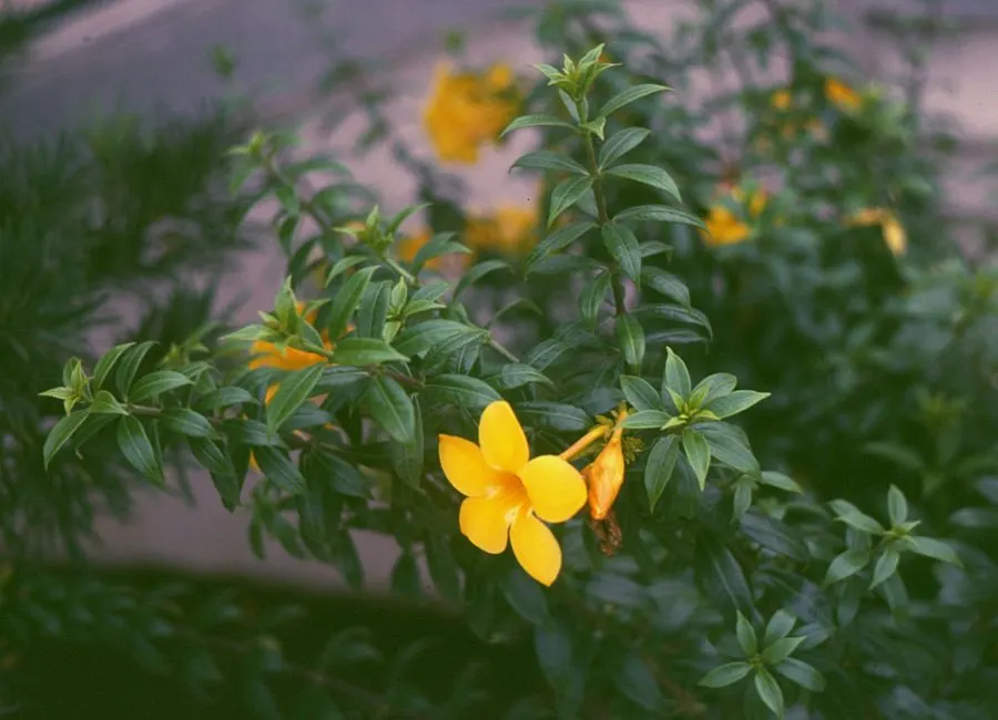 Golden Trumpet, Allamanda (Allamanda Cathartica) — shrub / vine with yellow blooms; it requires a minimum of 6 hours of sunlight daily, image 74