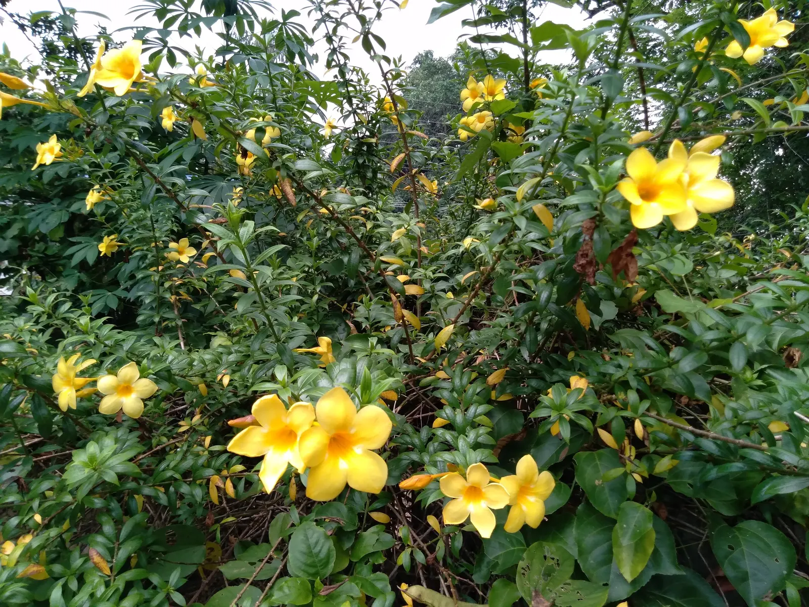 Golden Trumpet, Allamanda (Allamanda Cathartica) — Regular pruning - not only to shape but also to control its spread - is recommended; which can, image 170