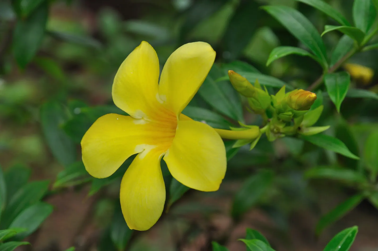 Golden Trumpet, Allamanda (Allamanda Cathartica) — this evergreen climber thrives in USDA zones 9 to 11 and is renowned for its proliferation of, image 134