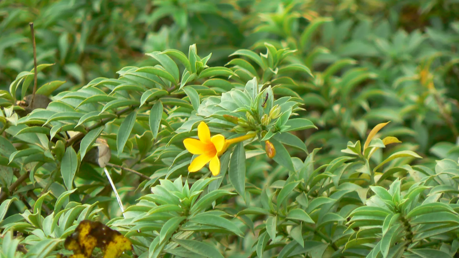 Golden Trumpet, Allamanda (Allamanda Cathartica) — The Allamanda cathartica, commonly known as the Golden Trumpet, is a vibrant, evergreen climber, image 101
