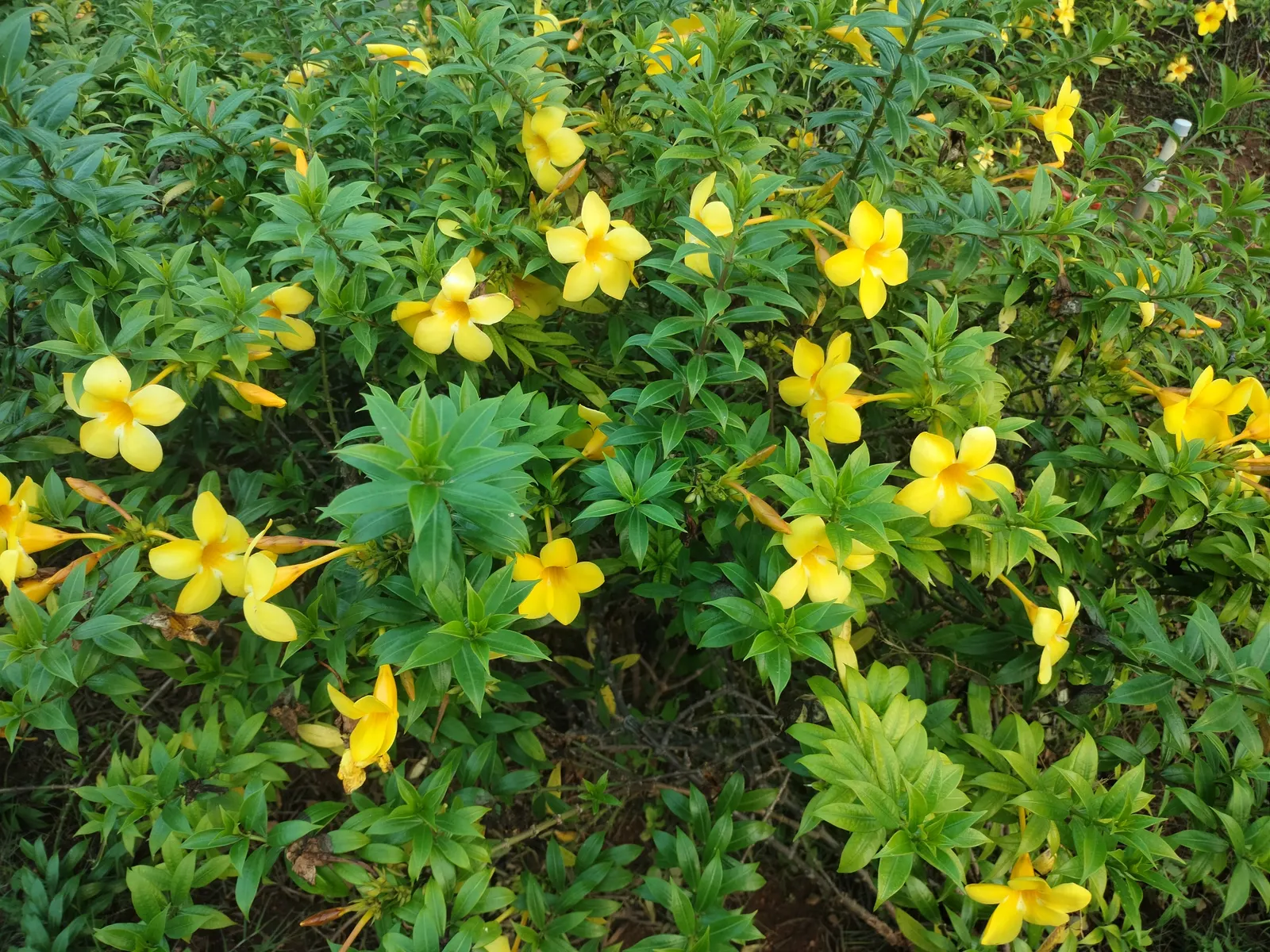 Golden Trumpet, Allamanda (Allamanda Cathartica) — yellow flowers in the garden; tropical plant that offers a stunning visual display for any landscape design
