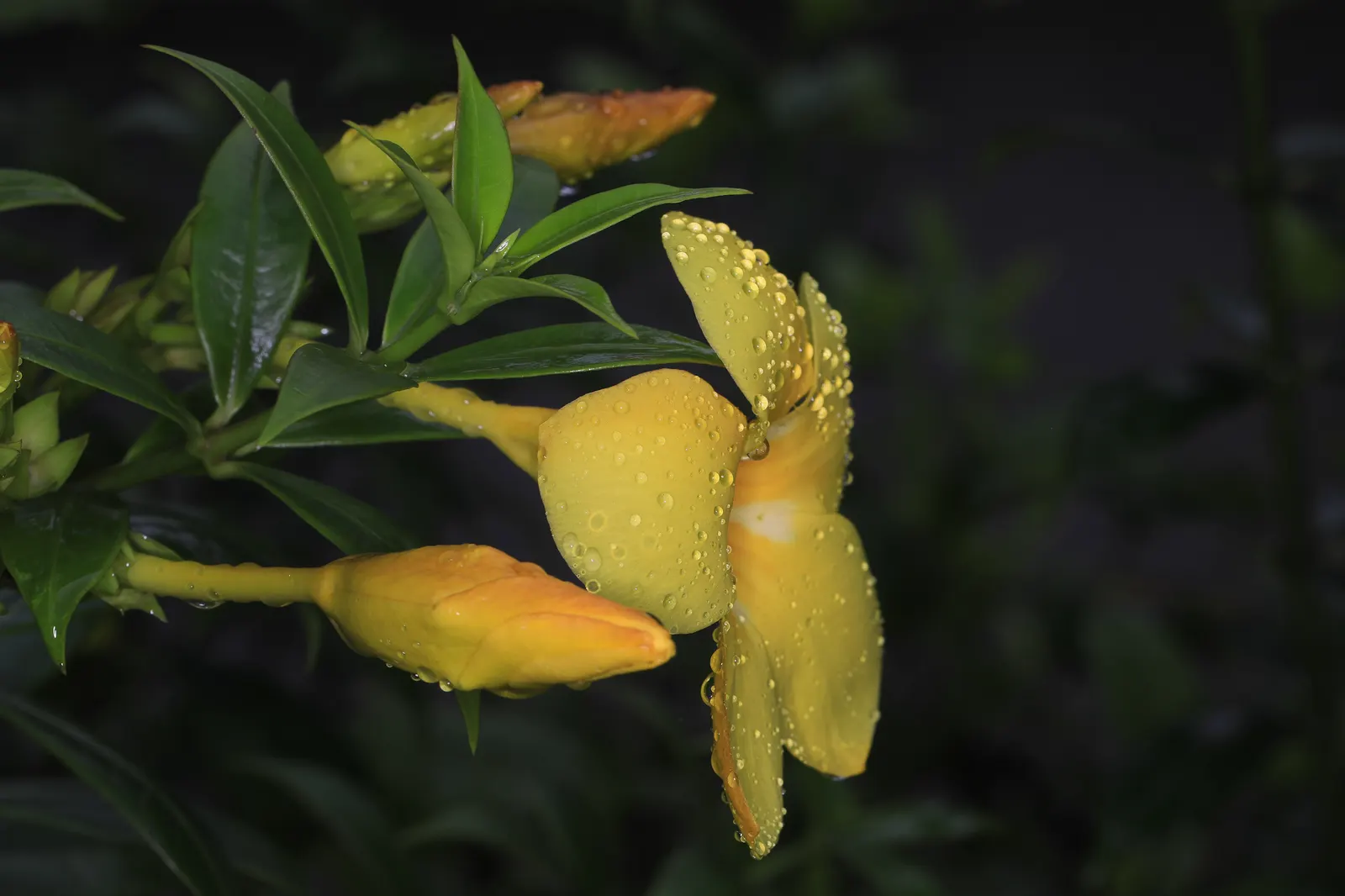 Golden Trumpet, Allamanda (Allamanda Cathartica) — the Golden Trumpet is ideal for covering trellises or fences; it is important to note that Allamanda