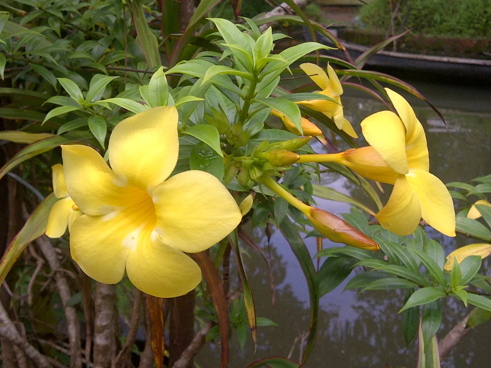 Golden Trumpet, Allamanda (Allamanda Cathartica) — present a striking contrast against the plant's glossy; shrub / vine with yellow blooms, image 86