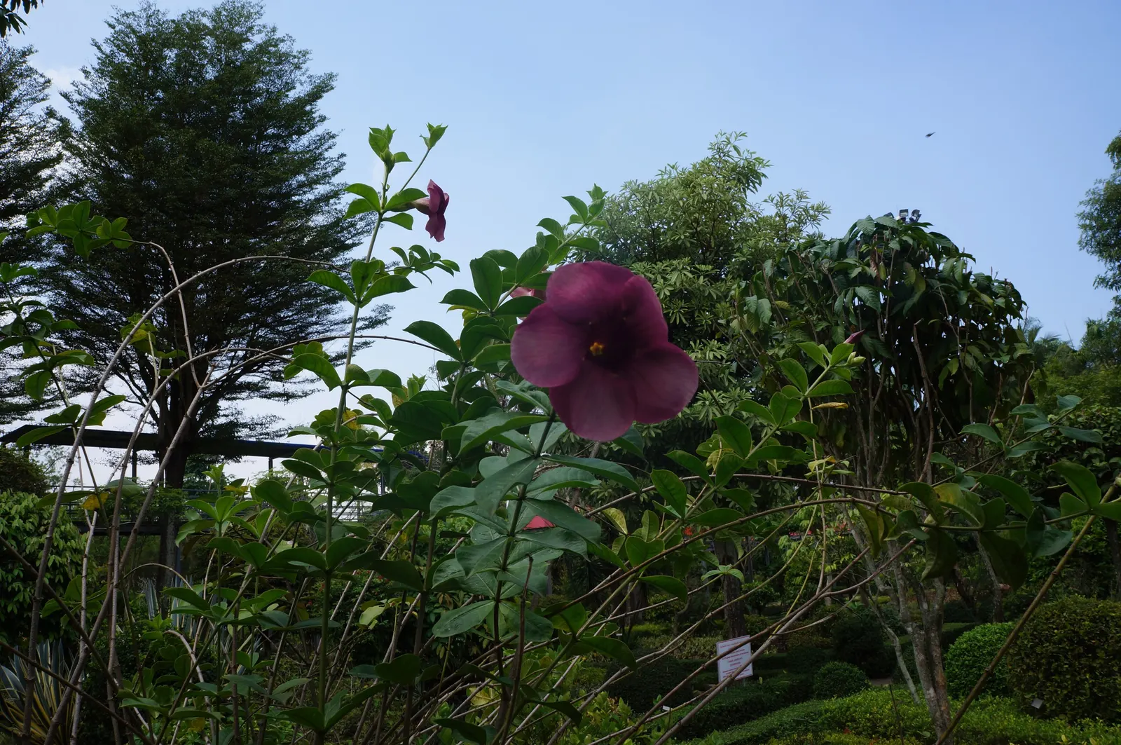 Golden Trumpet, Allamanda (Allamanda Cathartica) — Regular pruning maintains shape, and caution is advised as sap may cause skin irritation, image 105