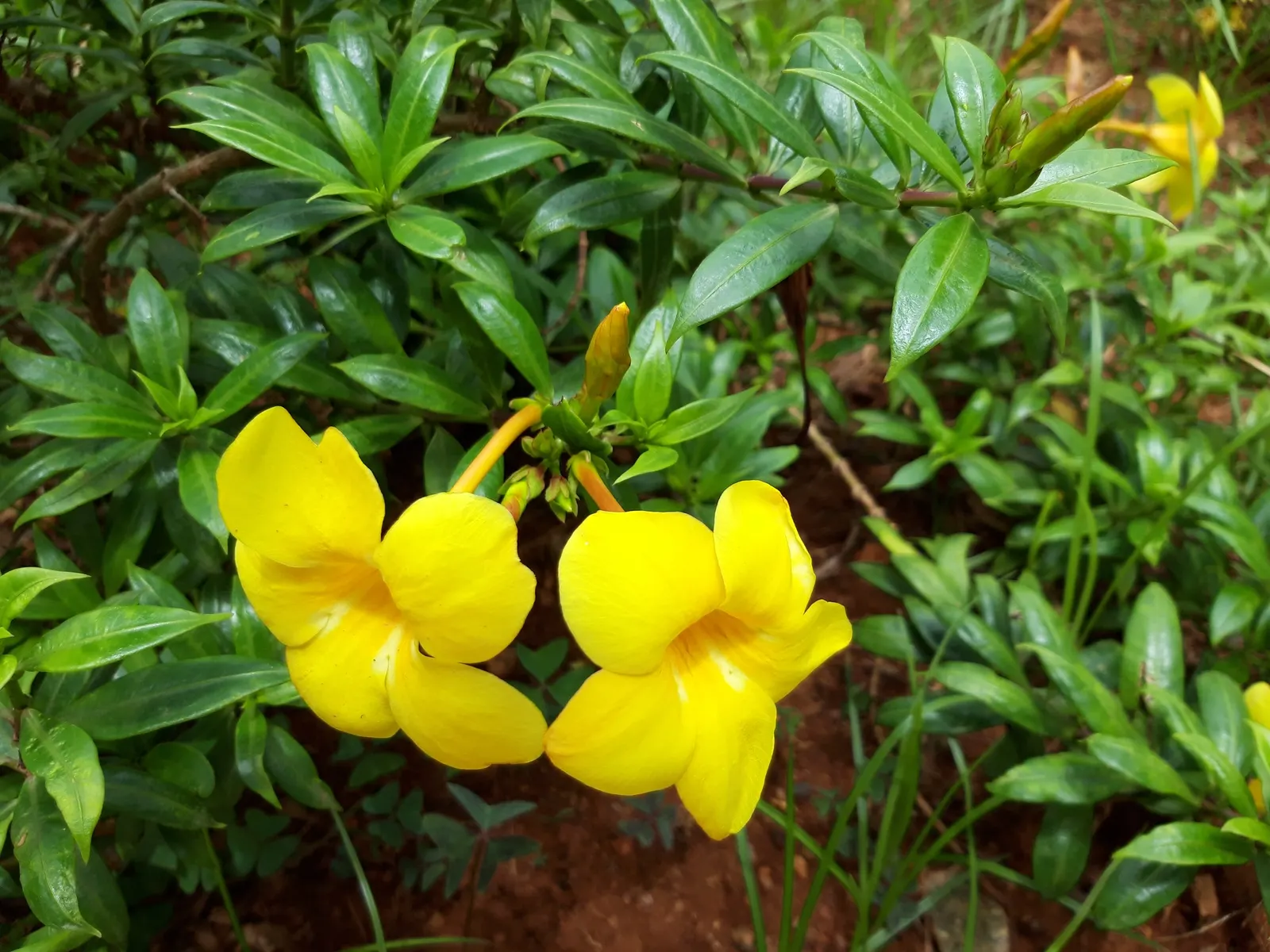 Golden Trumpet, Allamanda (Allamanda Cathartica) — golden-yellow flowers measuring up to 5 inches in diameter