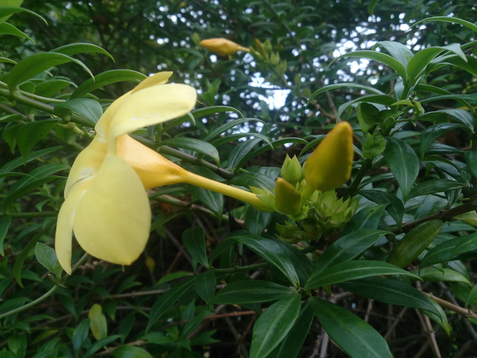 Golden Trumpet, Allamanda (Allamanda Cathartica) — Regular pruning - not only to shape but also to control its spread - is recommended; which can grow up to 6