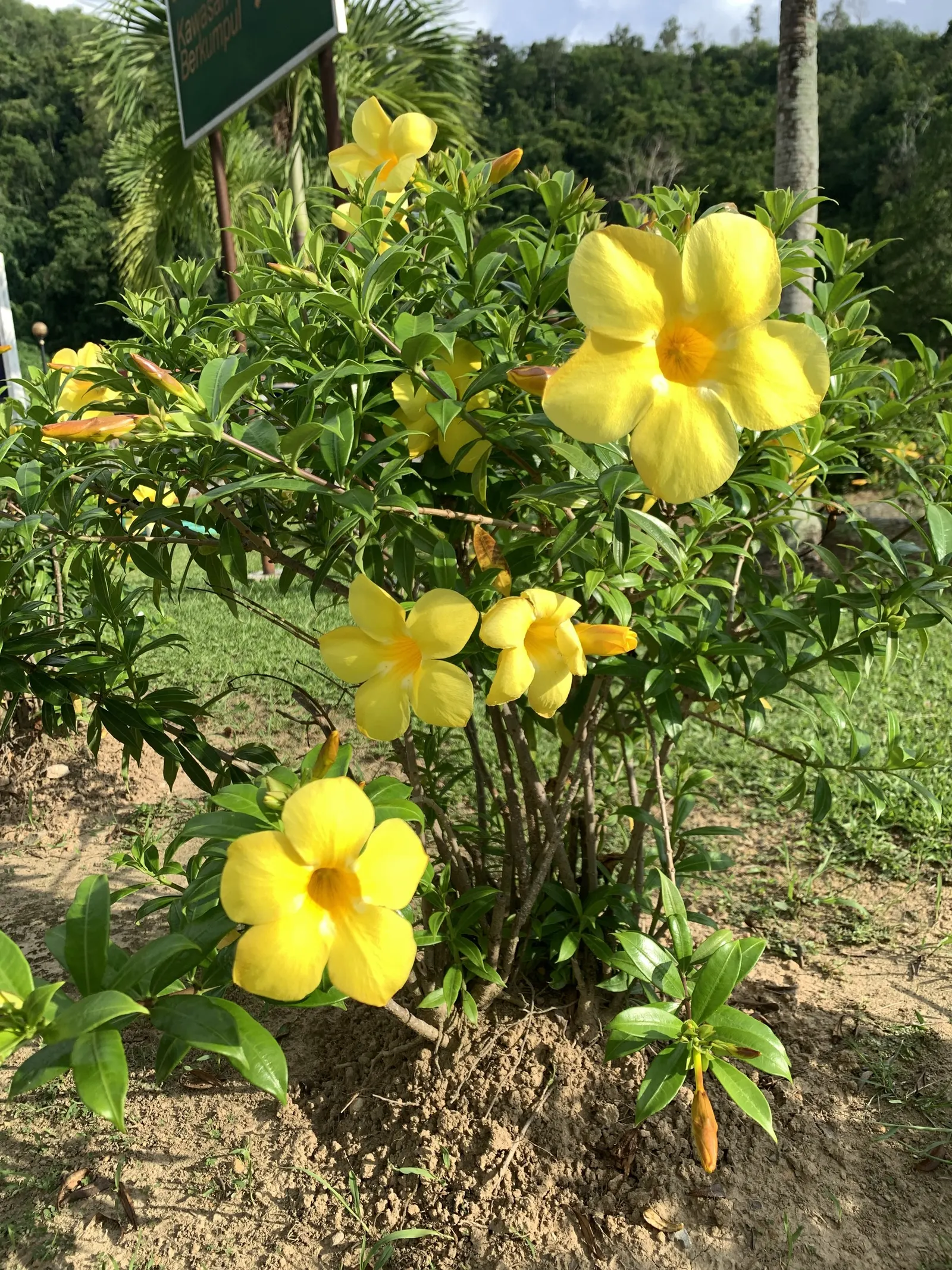 Golden Trumpet, Allamanda (Allamanda Cathartica) — tropical plant that offers a stunning visual display for any landscape design