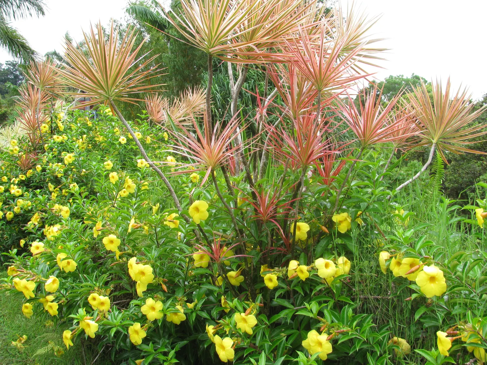 Golden Trumpet, Allamanda (Allamanda Cathartica) — the Golden Trumpet can reach heights between 4 to 6 feet, image 88