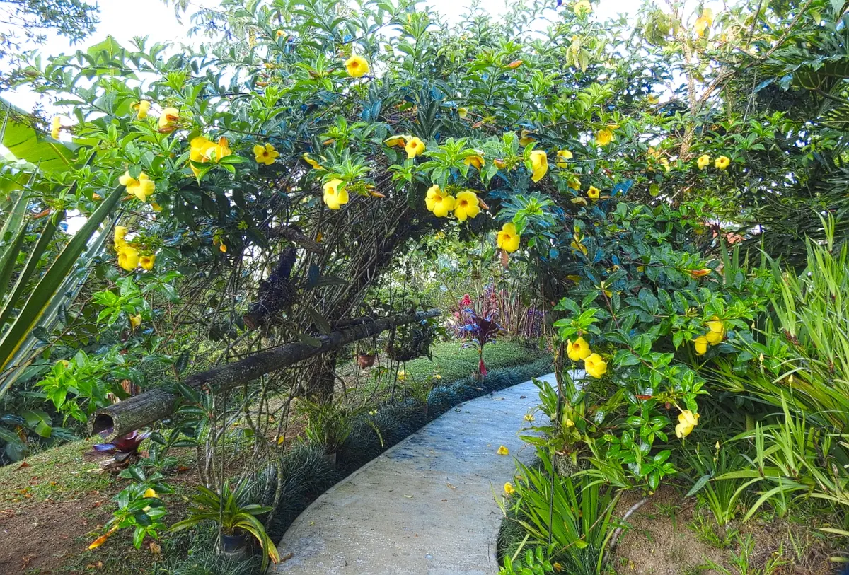 Golden Trumpet, Allamanda (Allamanda Cathartica) — but care must be taken to avoid waterlogged conditions; yellow flowers in the garden, image 93