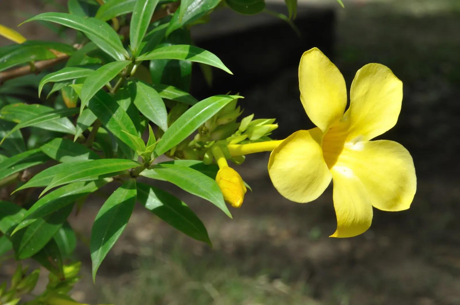 Golden Trumpet, Allamanda (Allamanda Cathartica) — measuring up to 5 inches in diameter; and maintained at a mildly acidic to neutral pH, image 85