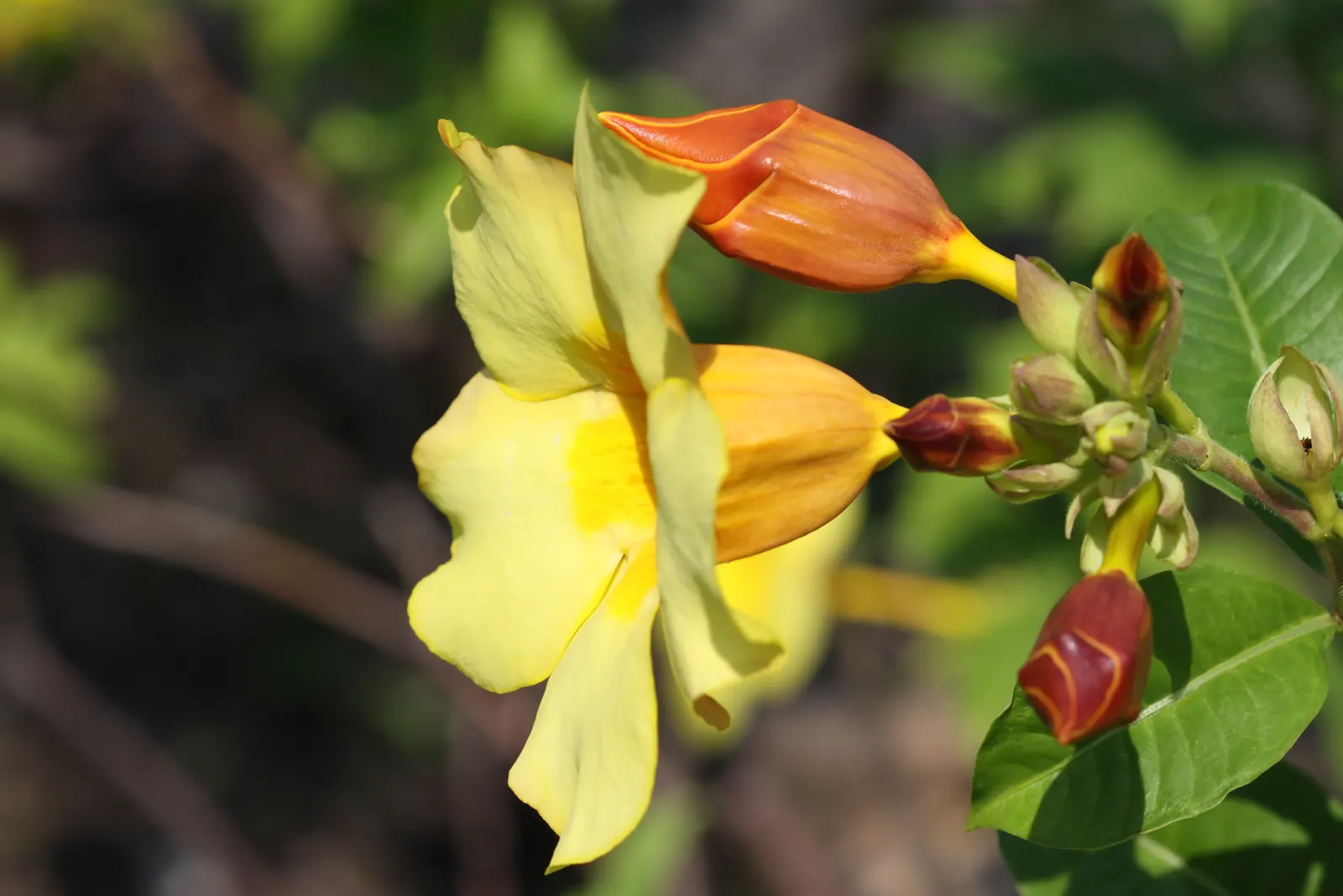 Golden Trumpet, Allamanda (Allamanda Cathartica) — yellow flowers in the garden