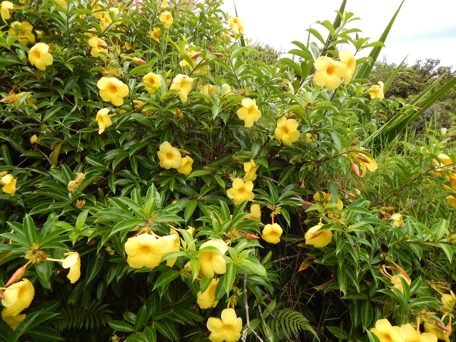 Golden Trumpet, Allamanda (Allamanda Cathartica) — golden-yellow flowers measuring up to 5 inches in diameter; but care must be taken to avoid, image 103
