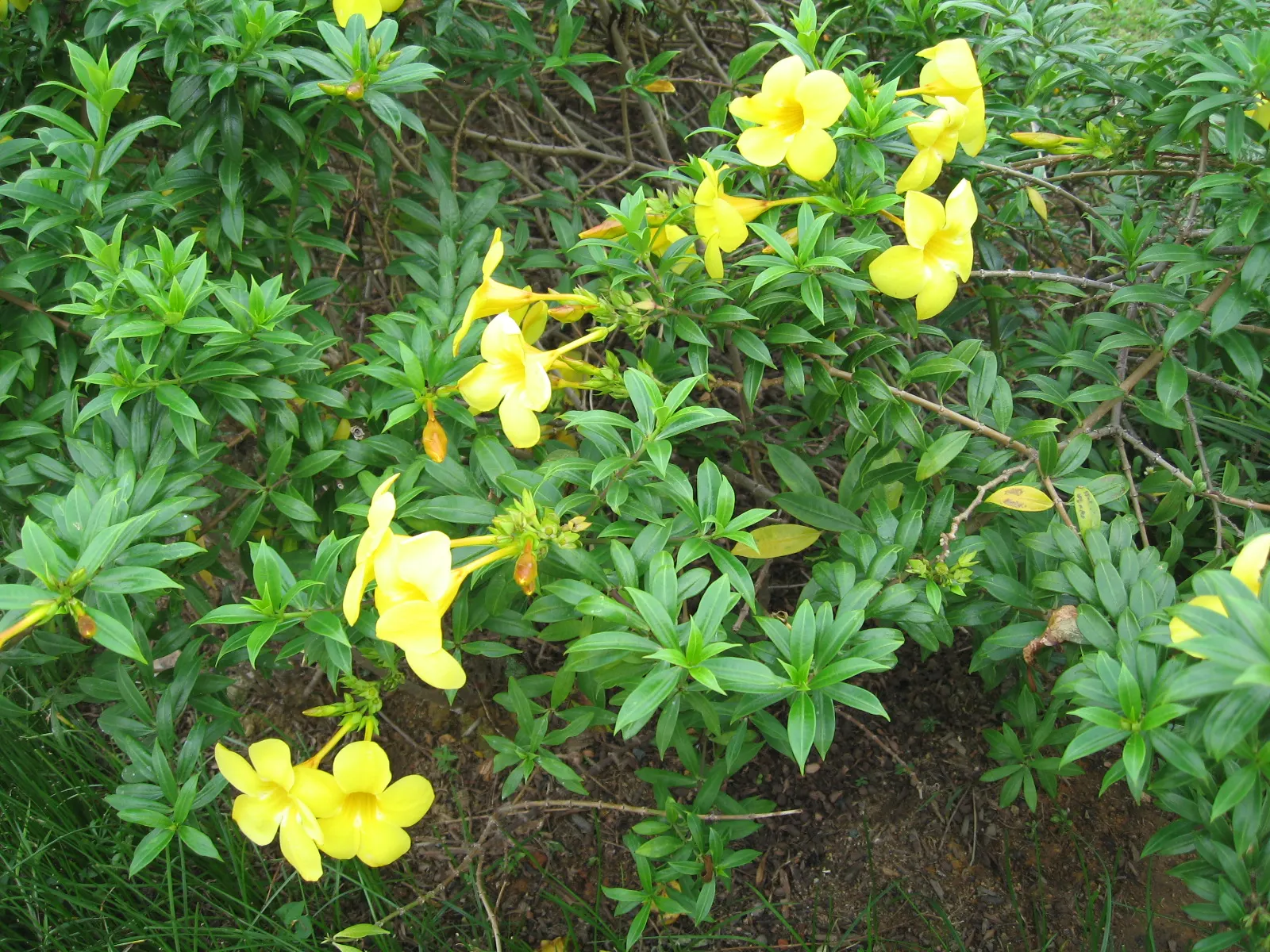 Golden Trumpet, Allamanda (Allamanda Cathartica) — Soil should be well-draining; this evergreen climber thrives in USDA zones 9 to 11 and is, image 116