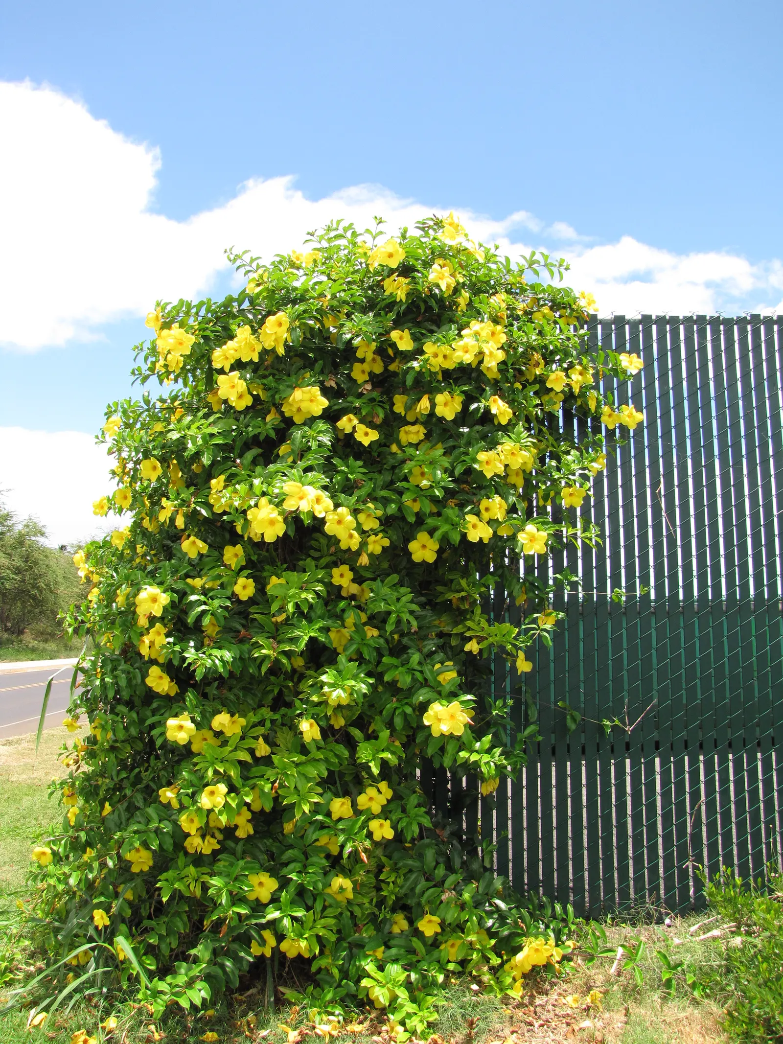 Golden Trumpet, Allamanda (Allamanda Cathartica) — commonly referred to as the Golden Trumpet; the Golden Trumpet is ideal for covering trellises, image 132