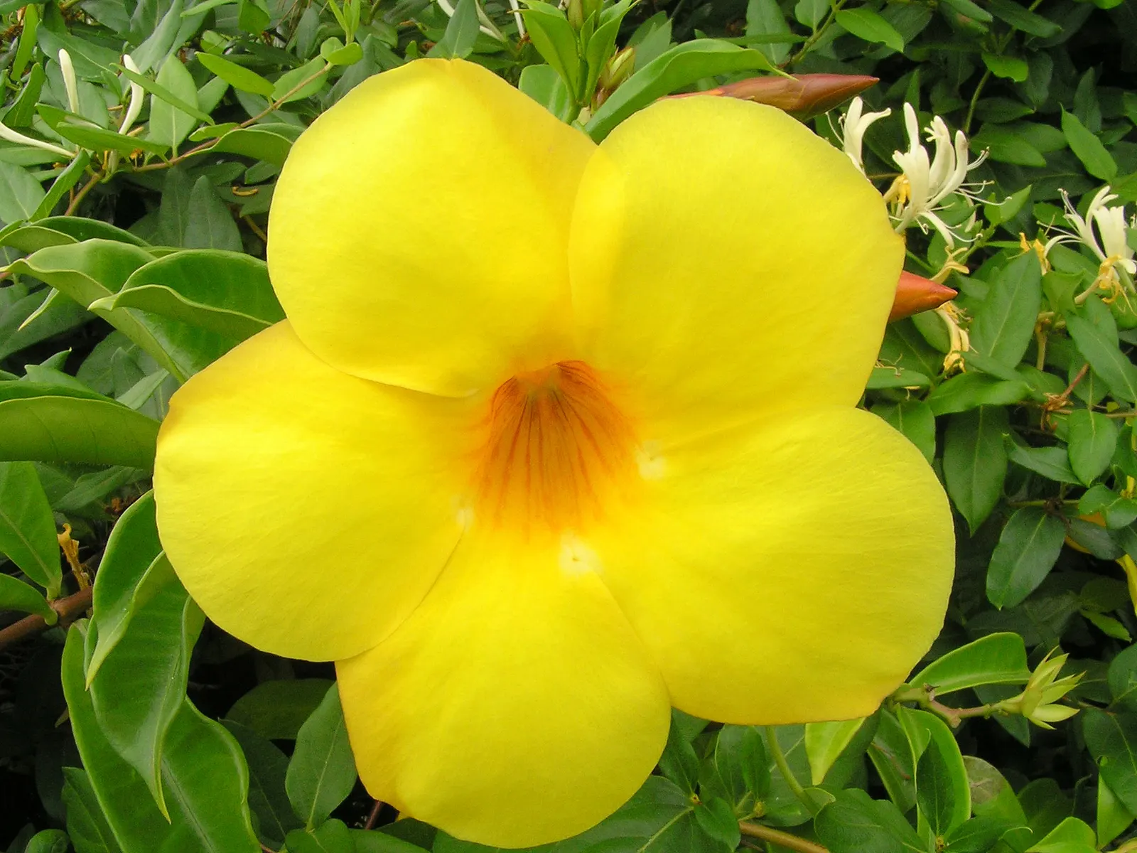 Golden Trumpet, Allamanda (Allamanda Cathartica) — Adds a lush, tropical flair to any landscape